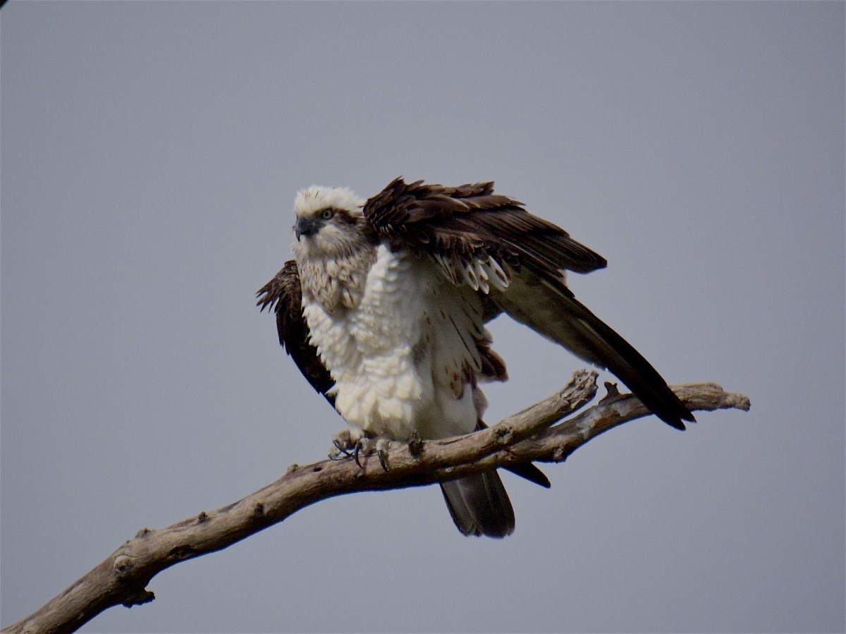 It seemed quite content to wait out the passing shower.