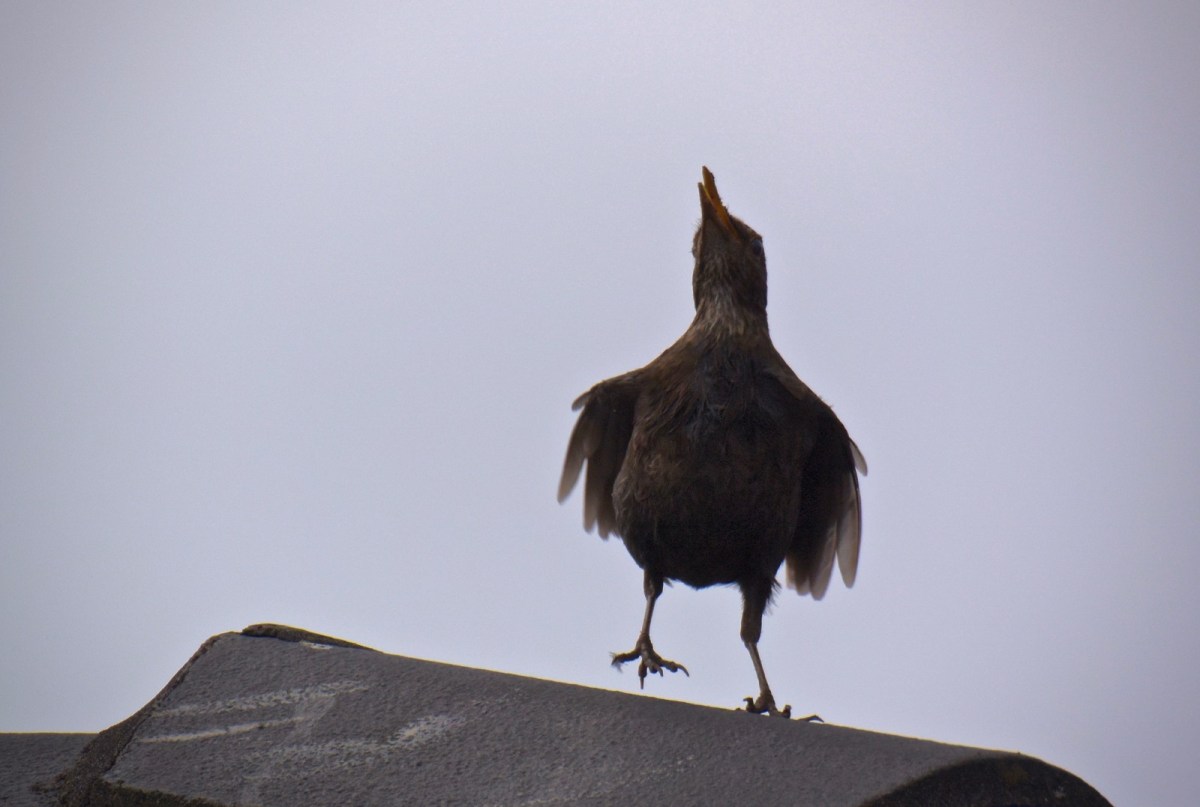 Tapdancing and singing 