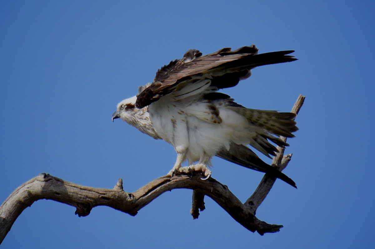 Wing stretch in the sunshine 