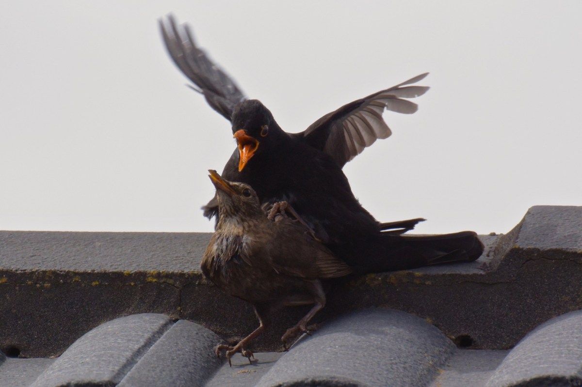 Somehow she backed up against the roof ridge for support. I often wonder where the tails disappear to. 