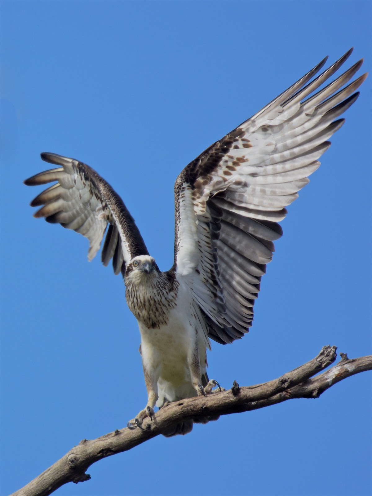 Alighting on the branch after a quick fly round.