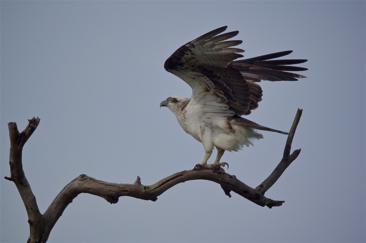 Settling back down again