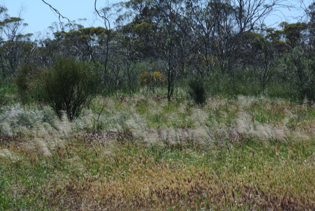 Rich variety of grasses and plants cover the ground.