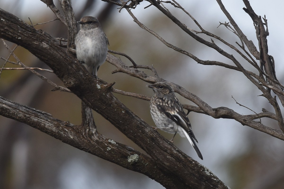 Mum and juvenile Hooded Robin