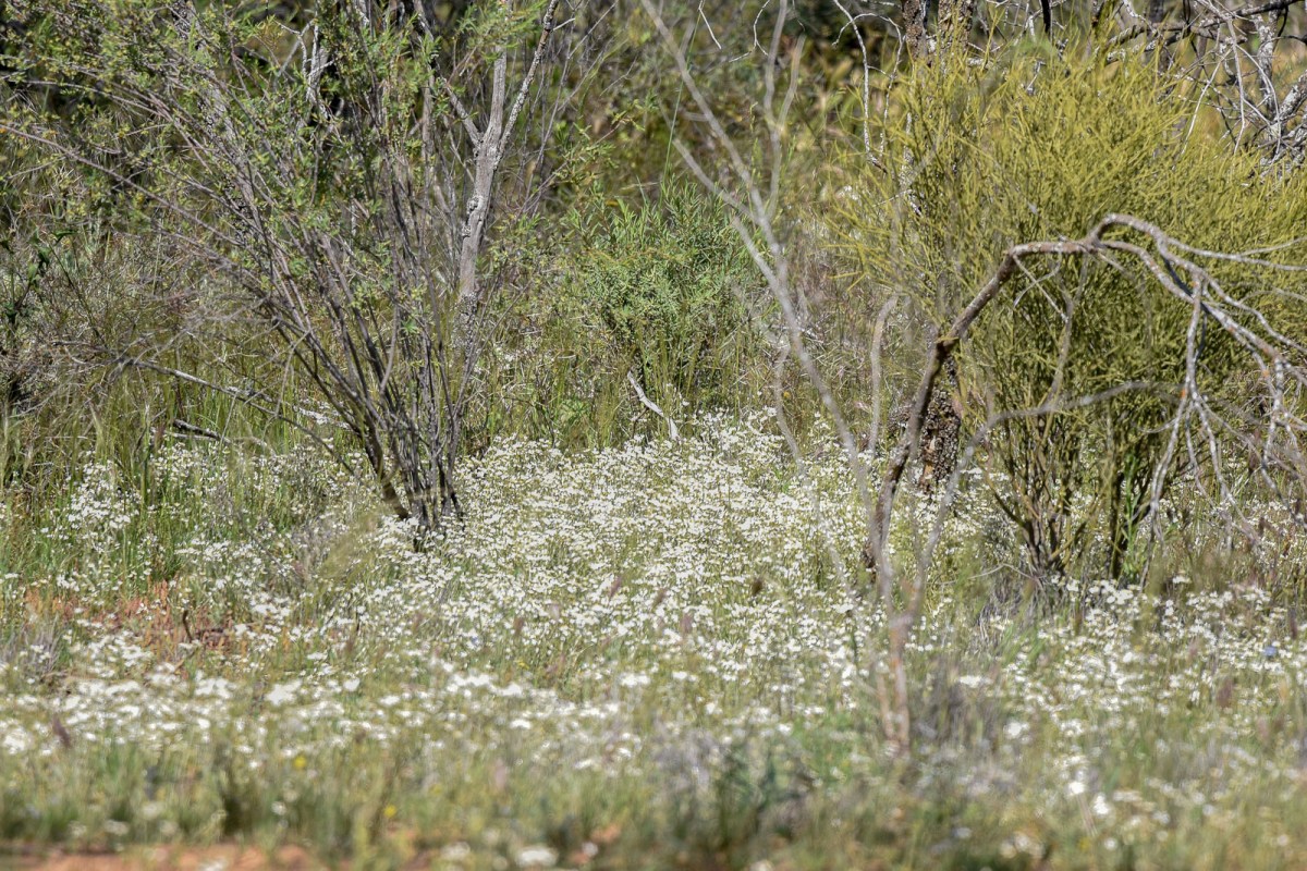 Wonderful to see the area so richly dressed.