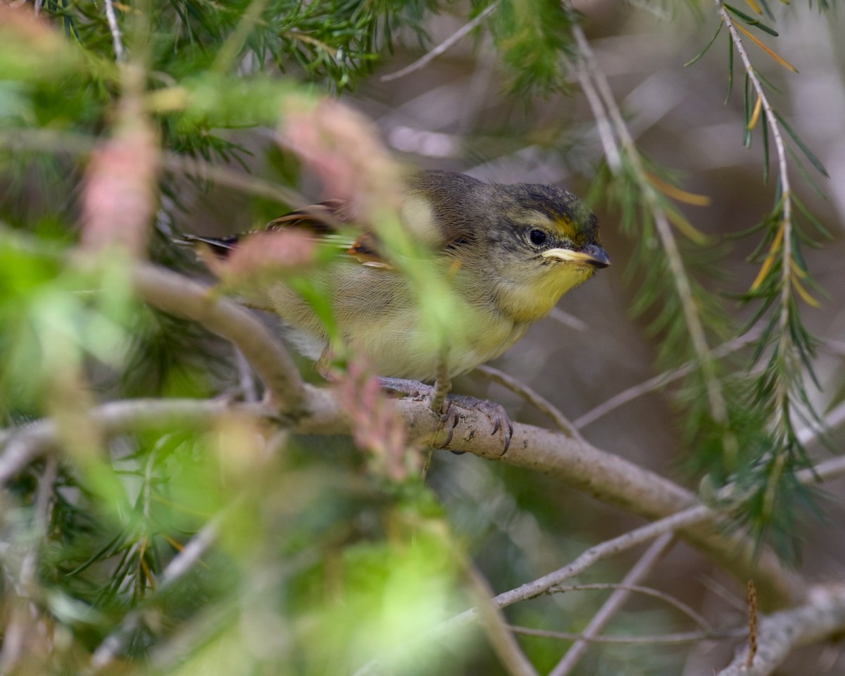 Young Striated Pardalote, waiting for a food delivery