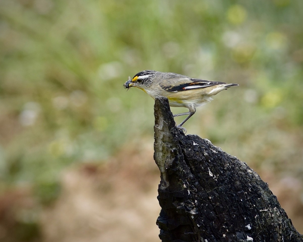 An old stump in the creekline is just opposite where the nesting site was, but now the stump is used to ferry food deliveries. 