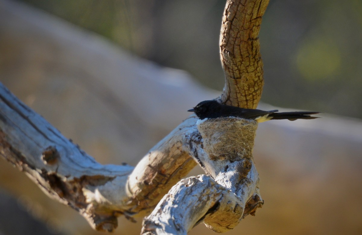 Nicely setteled in.  The next addtion to the family is on the way. Persistence and Patience have your way.