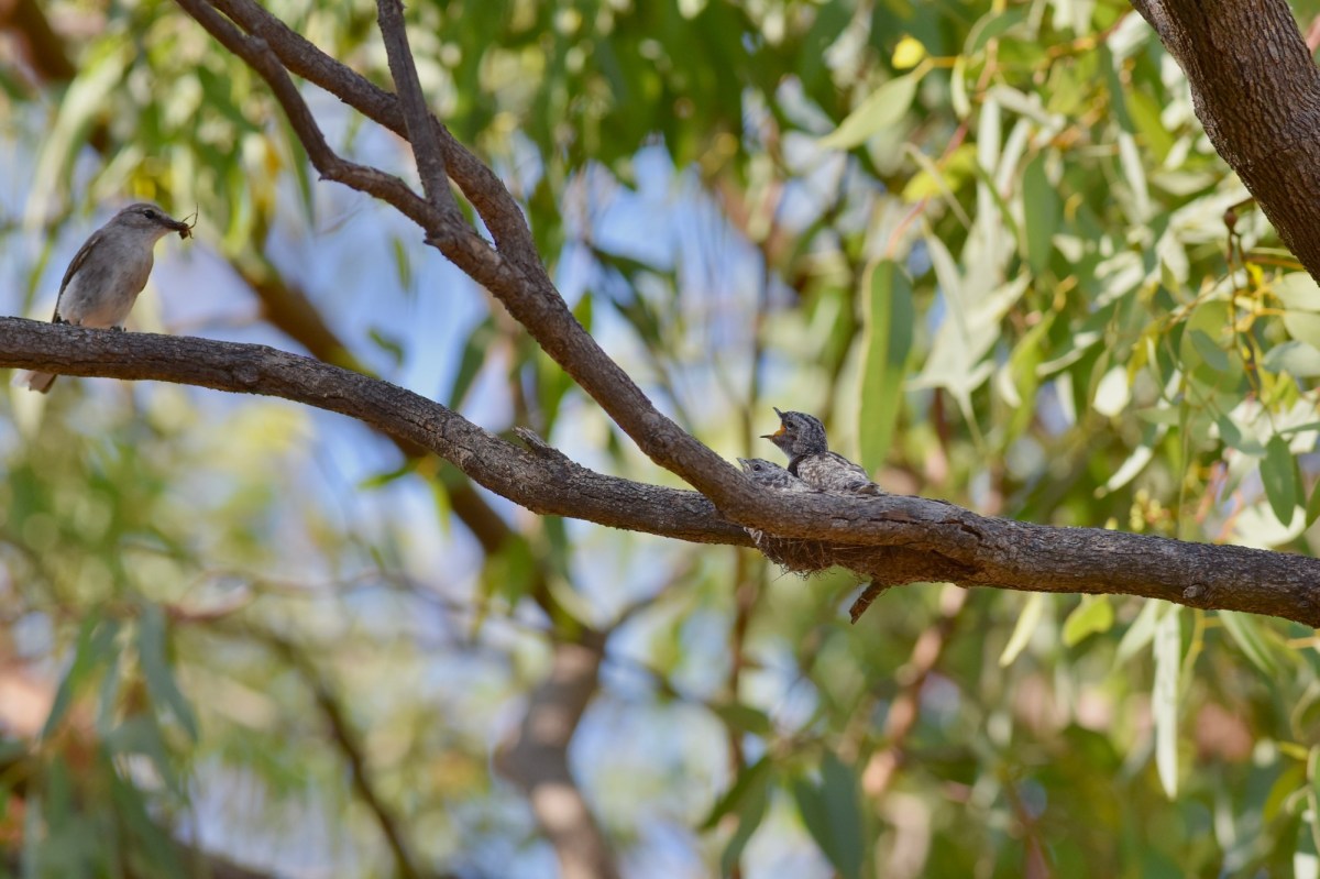 Sort of has the look of "Well, if you want it, fly on over and get it"