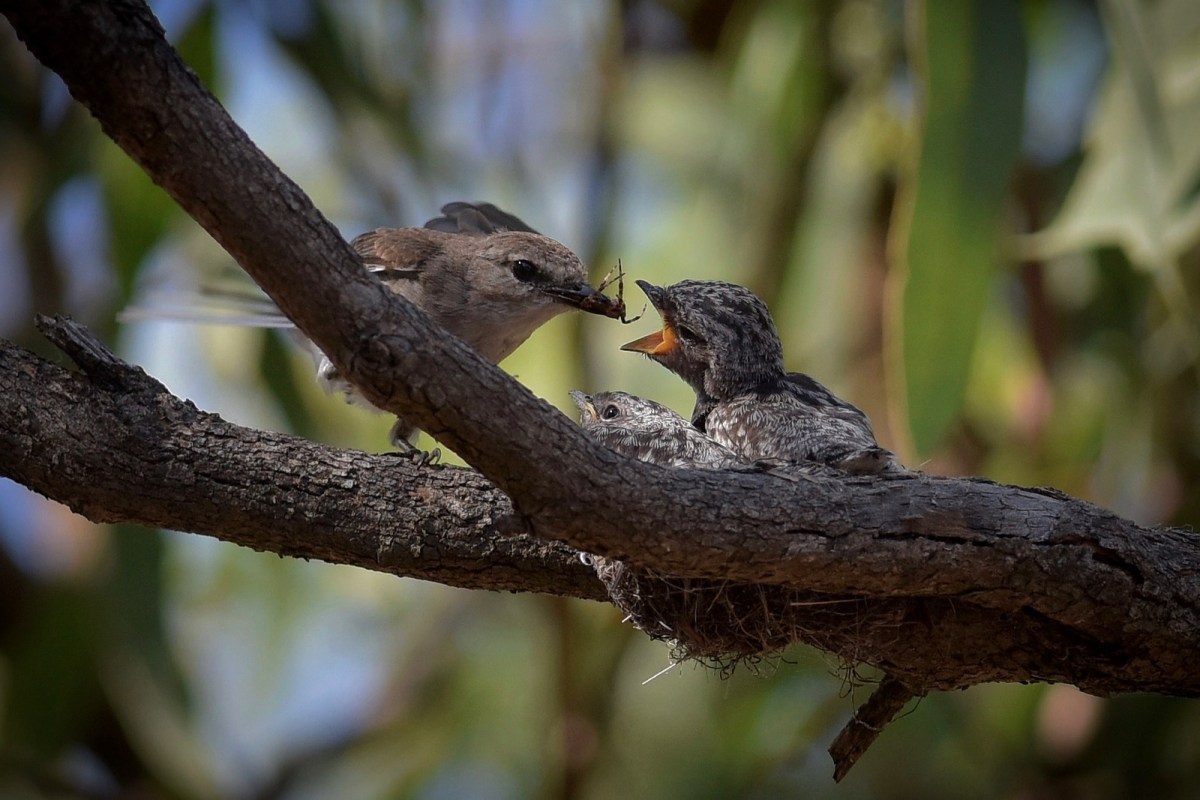 Jacky Winter: Important Food Top-up