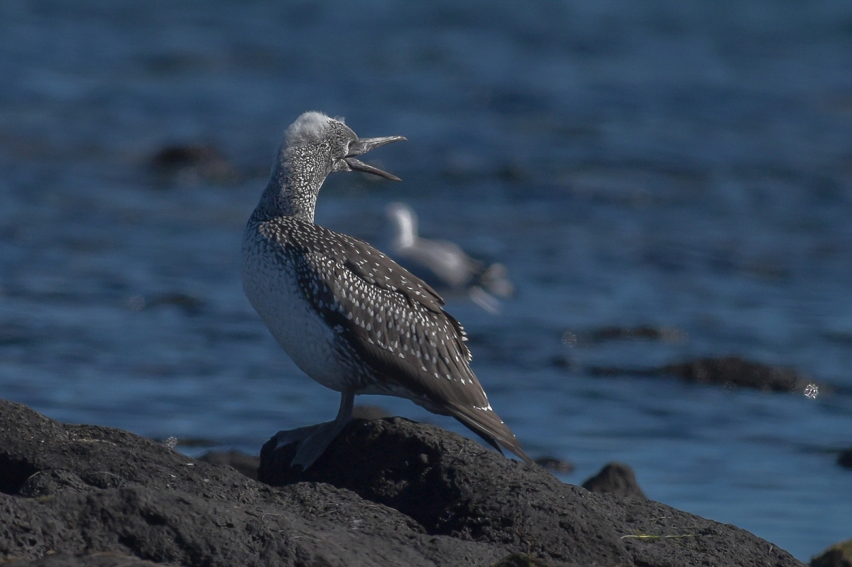 Juvenile Australasian Gannet. Perhaps waiting for adult to turn up with food.