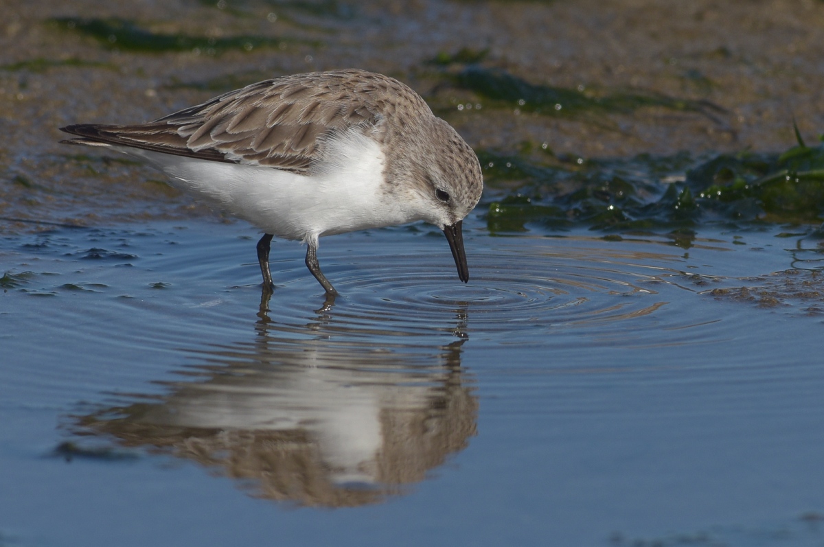 Red-necked Stint. So busy feeding they didn't notice our presence.
