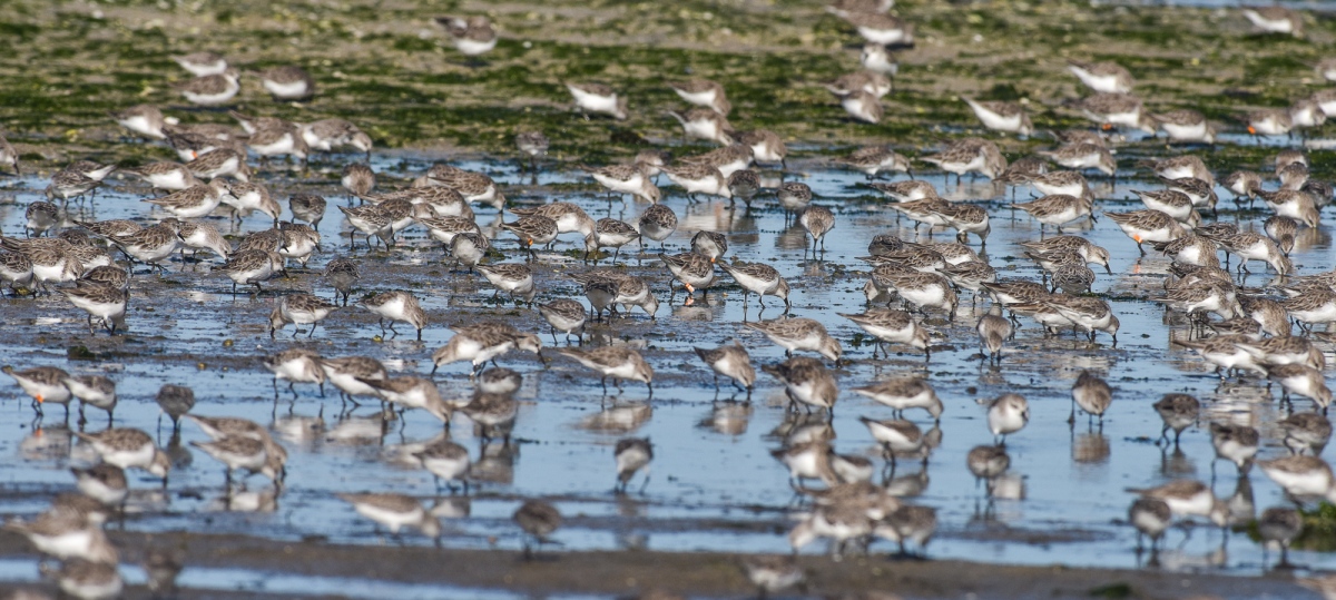 A small sample of the waders at work along the coast on the outgoing tide