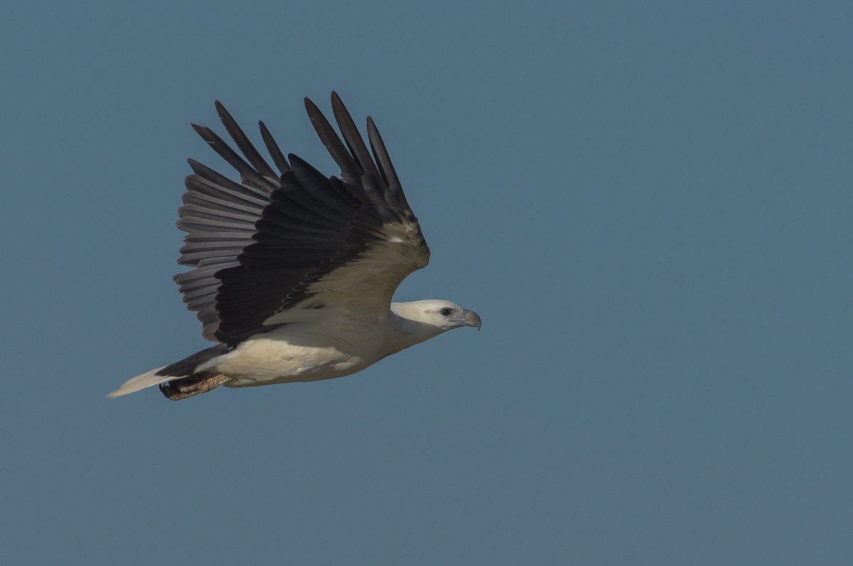 White-bellied Sea-eagle settling down to the business of leaving