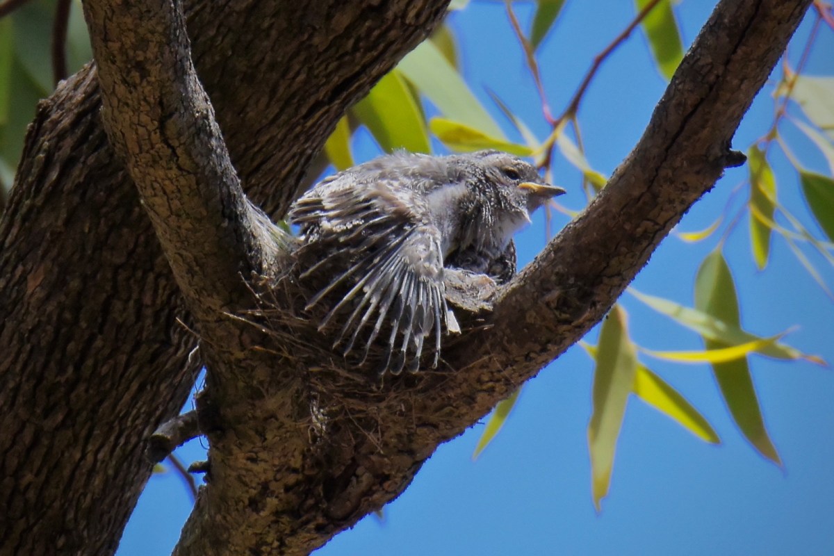 Jacky Winter: Nestling on a wing stretch