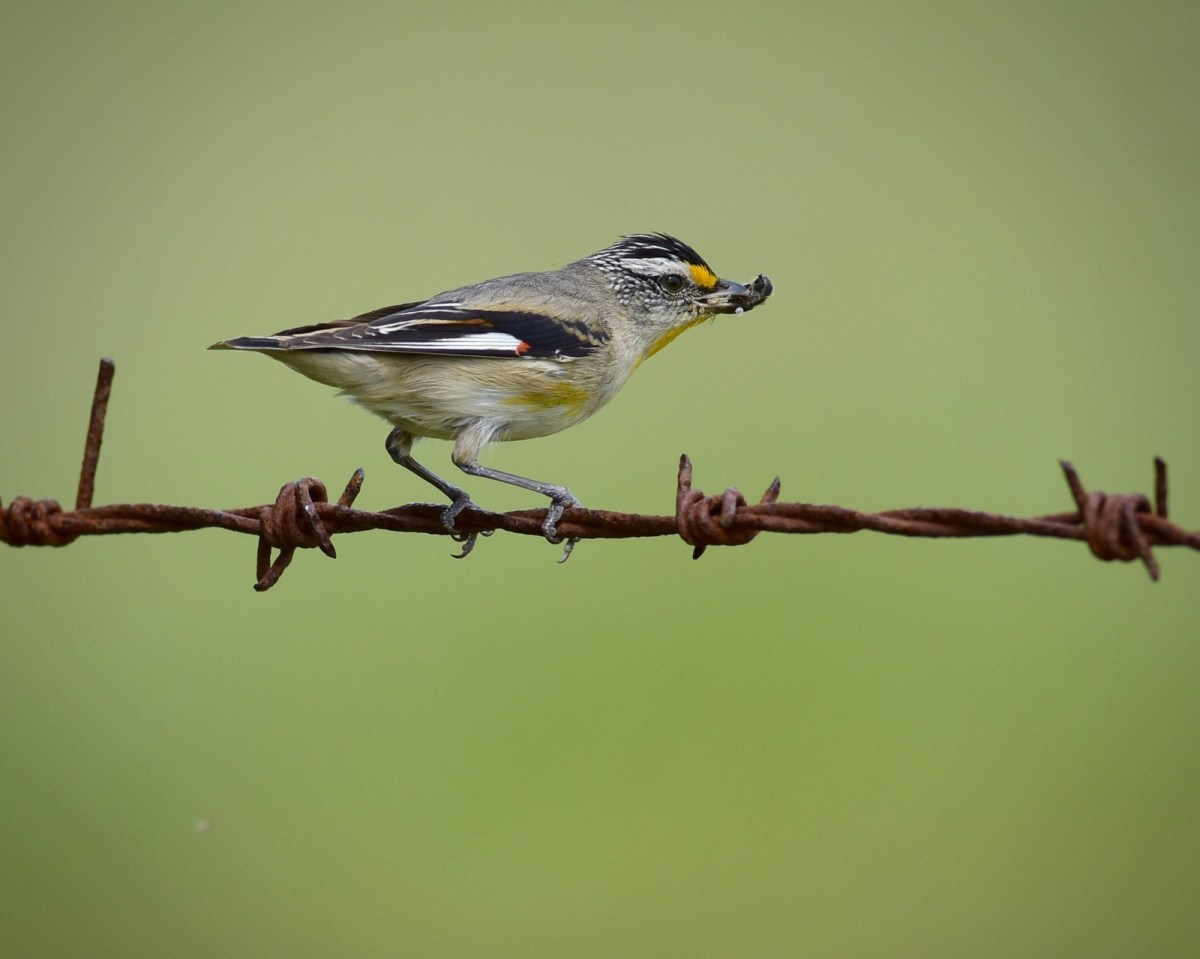Striated Pardalote more feeding