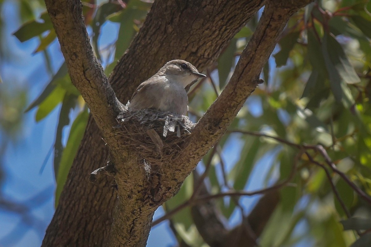 Jacky Winter at nest