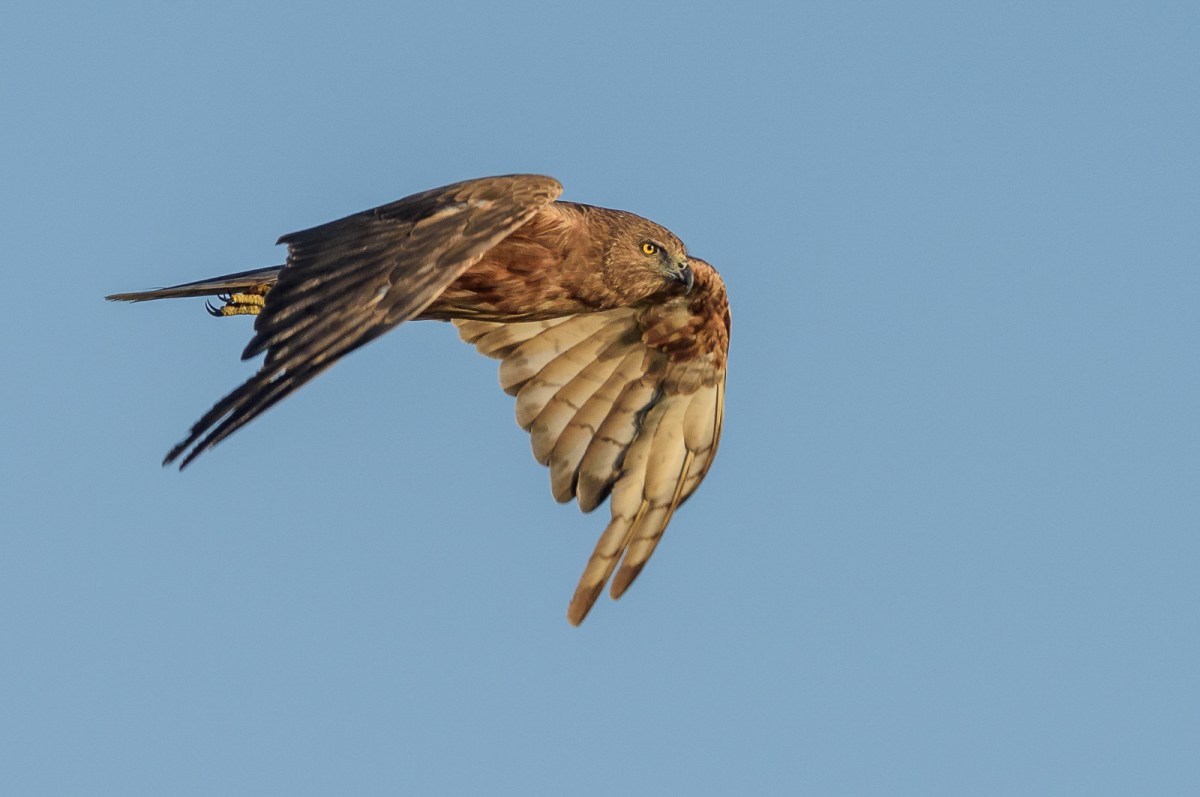 Head down intent on the job at hand