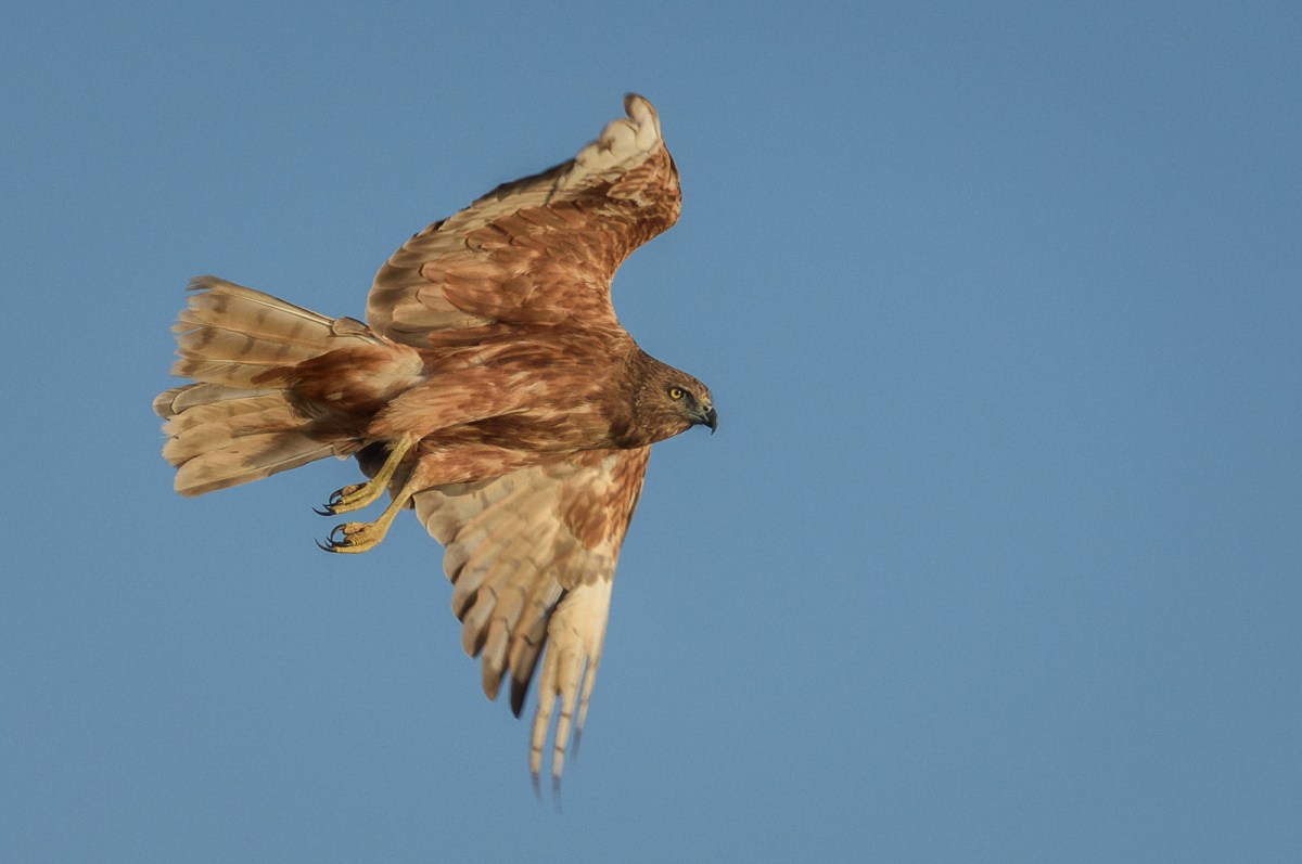 Millisecond to spread the legs like a pendulum and turn. Each feather working to the max