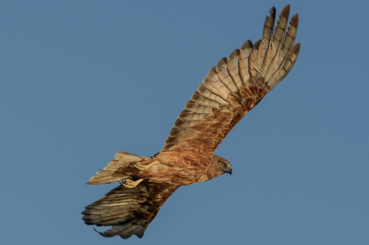 Gone. With the typical look under the wing, just to be sure.