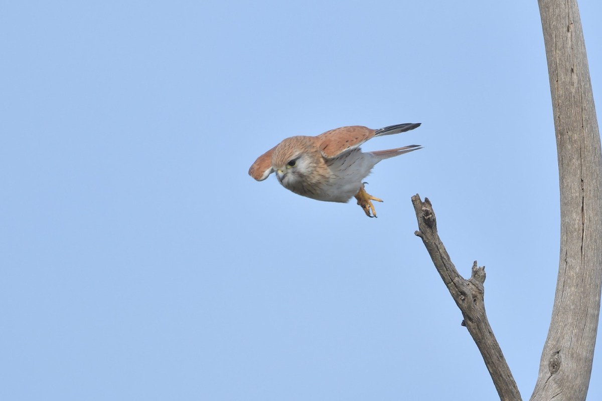Hey, there's a mouse, just down there.