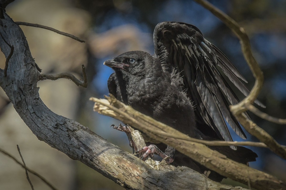 A wing stretch and then away to the next spot