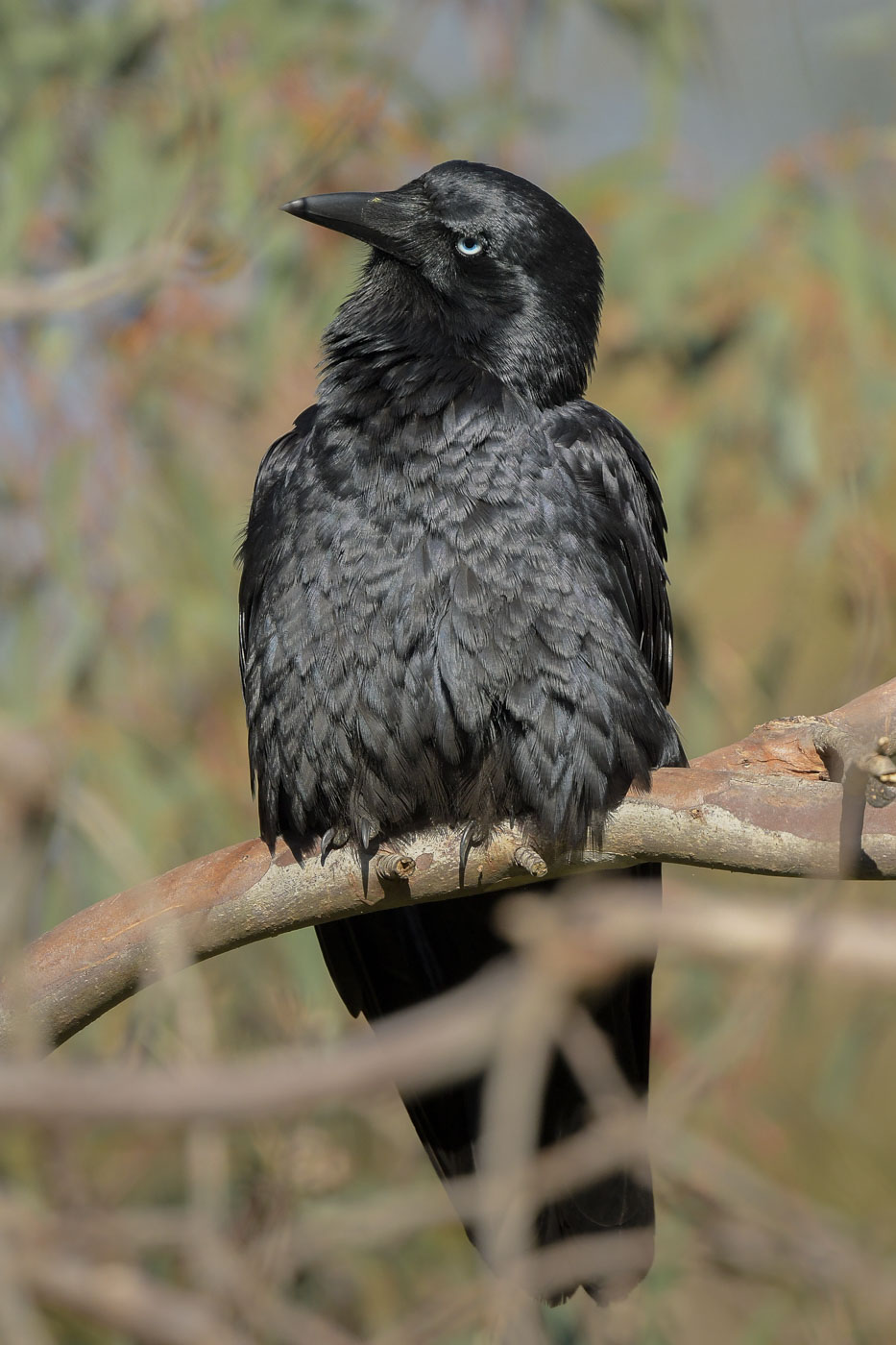 Keeping an eye on junior and the hunting bird