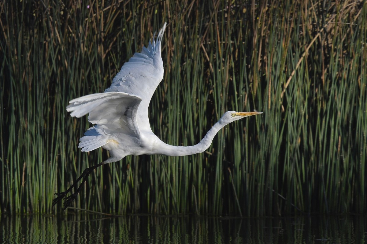 Great Egret.jpg