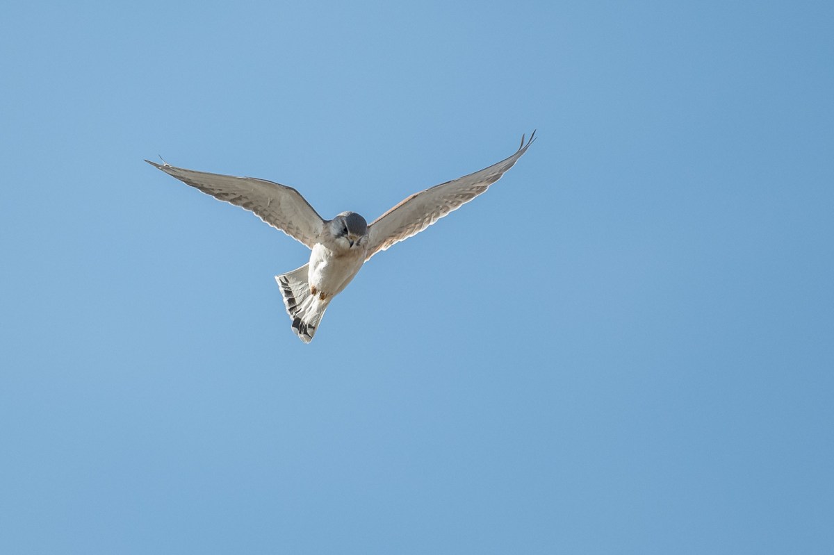 Male, levelling into position