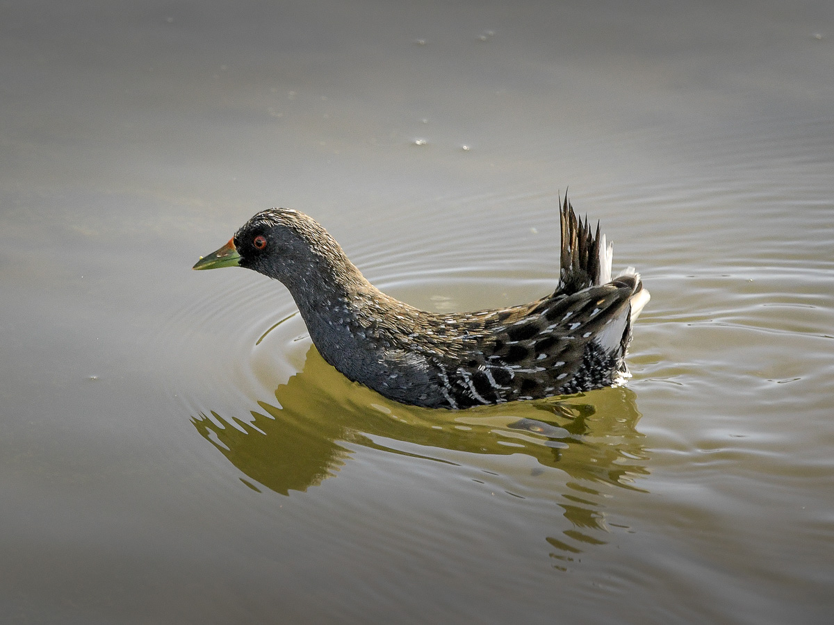 Poetry About Birds Singing That Feels Peaceful